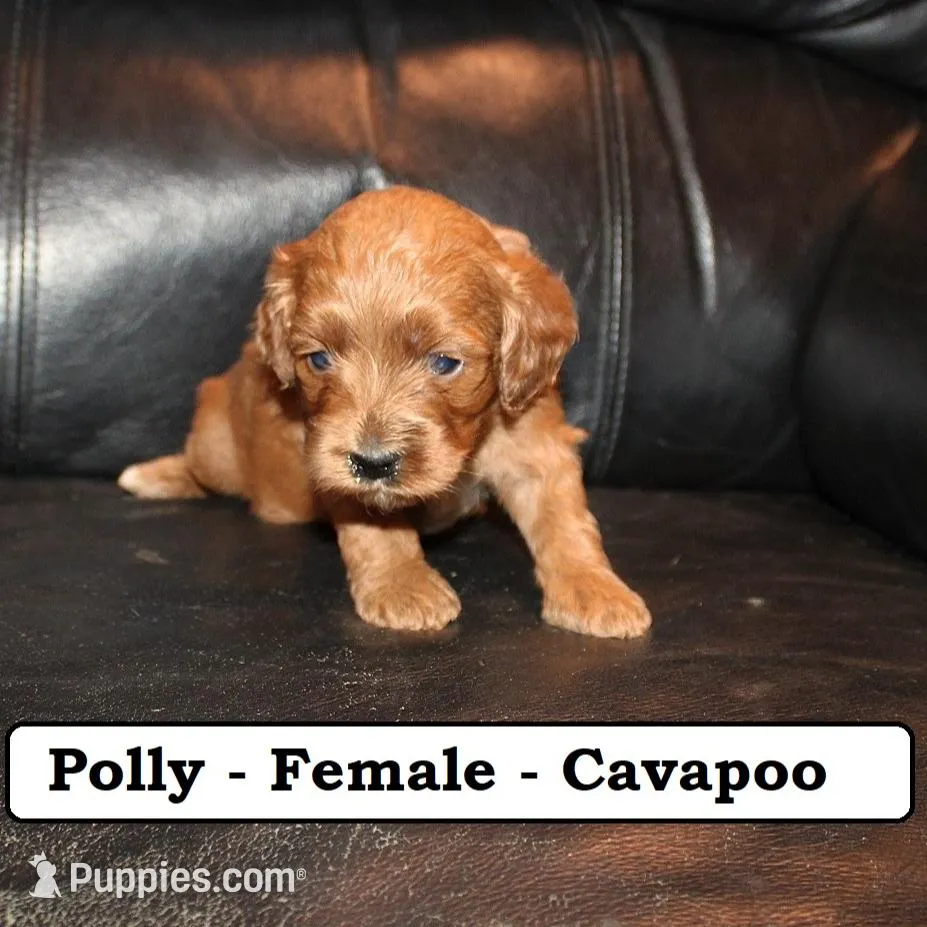 Polly, a female Cavapoo for sale in Clarkrange, TN – Photo 2 of 6