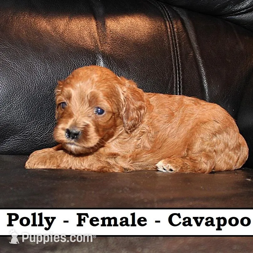 Polly, a female Cavapoo for sale in Clarkrange, TN – Photo 3 of 6