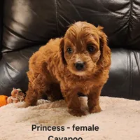 Princess, a female Cavapoo for sale in Clarkrange, TN – Photo 2 of 7