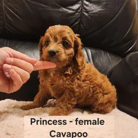 Princess, a female Cavapoo for sale in Clarkrange, TN – Photo 1 of 7