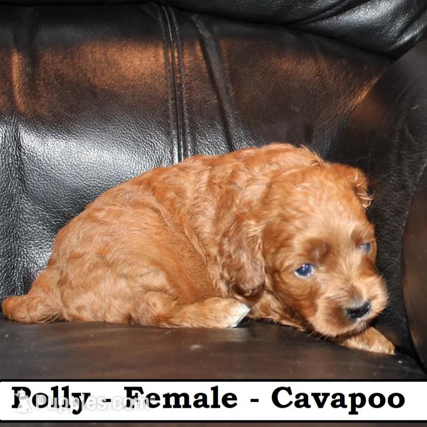 Polly, a female Cavapoo for sale in Clarkrange, TN – Photo 4 of 6