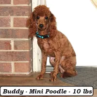 Princess, a female Cavapoo for sale in Clarkrange, TN – Photo 7 of 7