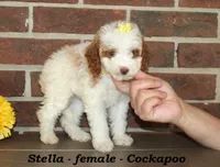 Stella, a female Cockapoo for sale in Clarkrange, TN – 3 of 6