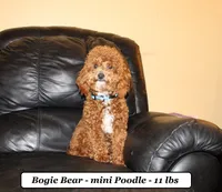 Missy, a female Cavapoo for sale in Clarkrange, TN – 4 of 4