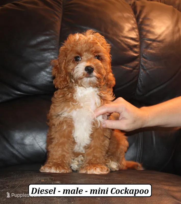 Diesel – Cockapoo puppy for sale in Clarkrange, TN