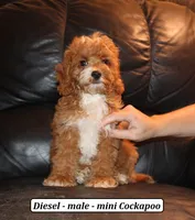 Diesel, a male Cockapoo for sale in Clarkrange, TN – 1 of 9