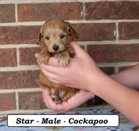Star, a male Cockapoo for sale in Clarkrange, TN – Photo 5 of 8