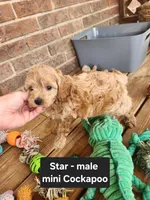 Star, a male Cockapoo for sale in Clarkrange, TN – 2 of 7