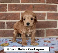 Star, a male Cockapoo for sale in Clarkrange, TN – Photo 4 of 8