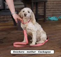 Star, a male Cockapoo for sale in Clarkrange, TN – Photo 7 of 8