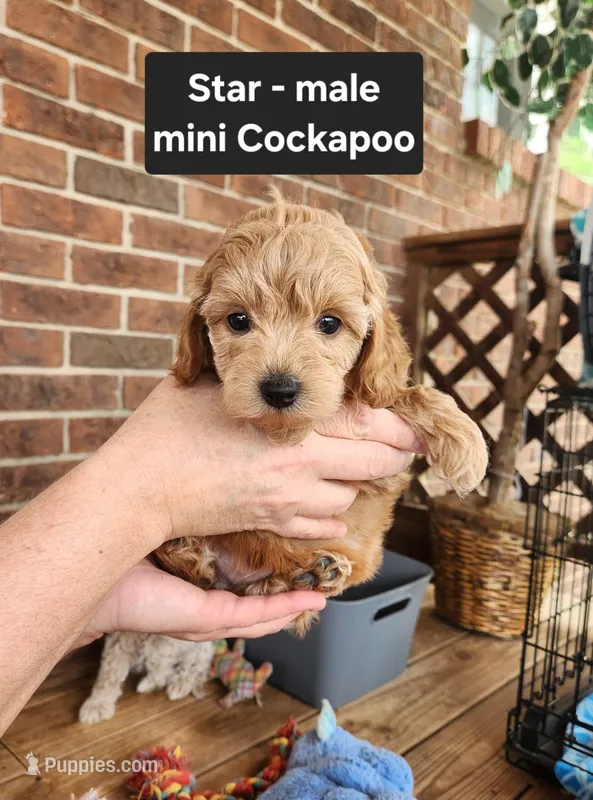 Star – Cockapoo puppy for sale in Clarkrange, TN