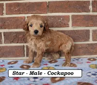 Star, a male Cockapoo for sale in Clarkrange, TN – Photo 3 of 8