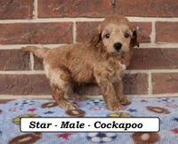 Star, a male Cockapoo for sale in Clarkrange, TN – Photo 6 of 8