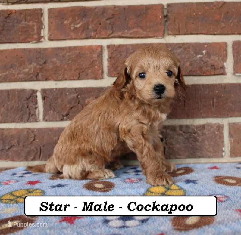 Star – Cockapoo puppy for sale in Clarkrange, TN