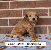 Star, a male Cockapoo for sale in Clarkrange, TN – Photo 1 of 8