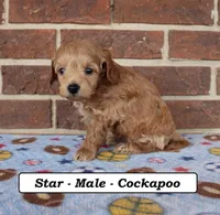 Star, a male Cockapoo for sale in Clarkrange, TN – Photo 2 of 8