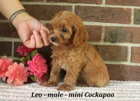 Leo, a male Cockapoo for sale in Clarkrange, TN – 4 of 6