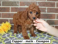 Copper, a male Cavapoo for sale in Clarkrange, TN – 2 of 6