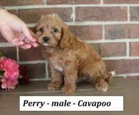 Perry , a male Cavapoo for sale in Clarkrange, TN – 4 of 6