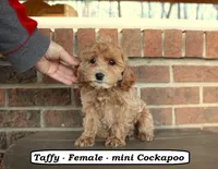 Taffy, a female Cockapoo for sale in Clarkrange, TN – Photo 4 of 10