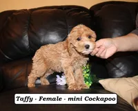 Taffy, a female Cockapoo for sale in Clarkrange, TN – Photo 1 of 10