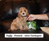 Taffy, a female Cockapoo for sale in Clarkrange, TN – Photo 2 of 10