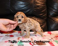Taffy, a female Cockapoo for sale in Clarkrange, TN – Photo 8 of 10
