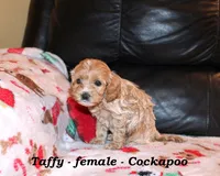 Taffy, a female Cockapoo for sale in Clarkrange, TN – Photo 6 of 10