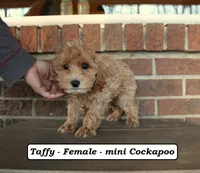 Taffy, a female Cockapoo for sale in Clarkrange, TN – Photo 3 of 10