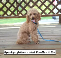 Taffy, a female Cockapoo for sale in Clarkrange, TN – Photo 10 of 10