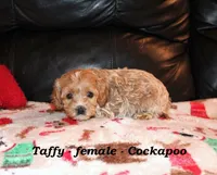 Taffy, a female Cockapoo for sale in Clarkrange, TN – Photo 7 of 10