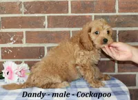 Dandy, a male Cockapoo for sale in Clarkrange, TN – 3 of 10