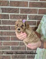 Daisy, a female Cockapoo for sale in Clarkrange, TN – 2 of 5