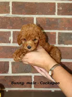 Sunny, a male Cockapoo for sale in Clarkrange, TN – 3 of 5