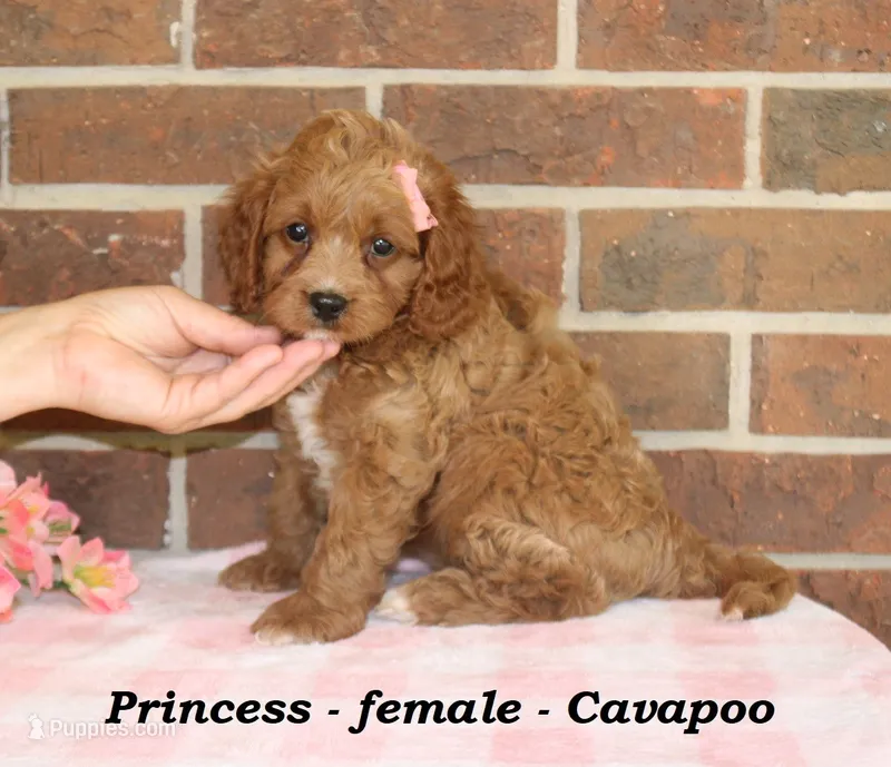 Princess – Cavapoo puppy for sale in Clarkrange, TN