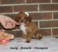 Lucy, a female Cavapoo for sale in Clarkrange, TN – 4 of 6