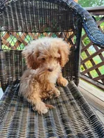 Mickey, a male Cavapoo for sale in Clarkrange, TN – 7 of 8