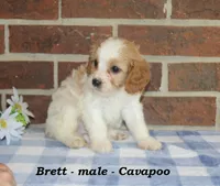 Brett, a male Cavapoo for sale in Clarkrange, TN – 2 of 6