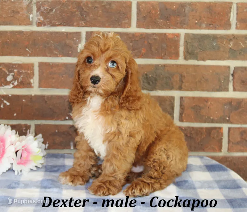 Dexter – Cockapoo puppy for sale in Clarkrange, TN