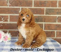 Dexter, a male Cockapoo for sale in Clarkrange, TN – 1 of 10