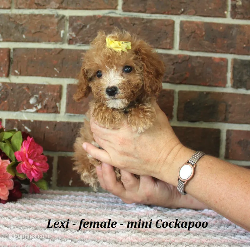Lexi – Cockapoo puppy for sale in Clarkrange, TN