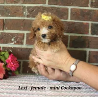 Lexi, a female Cockapoo for sale in Clarkrange, TN – 1 of 5