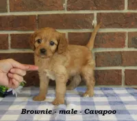 Brownie, a male Cavapoo for sale in Clarkrange, TN – 3 of 6