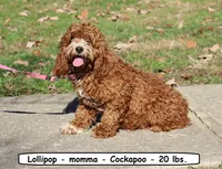Scout , a male Cockapoo for sale in Clarkrange, TN – 7 of 8