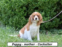 Preston, a male Cavapoo for sale in Clarkrange, TN – 5 of 6