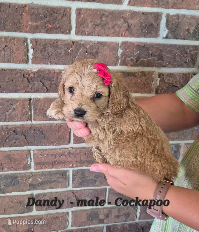 Dandy – Cockapoo puppy for sale in Clarkrange, TN