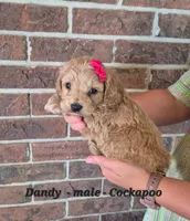 Dandy, a male Cockapoo for sale in Clarkrange, TN – 1 of 6