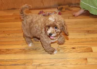 Diesel, a male Cockapoo for sale in Clarkrange, TN – 3 of 9