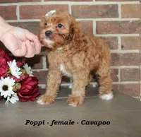 Poppi, a female Cavapoo for sale in Clarkrange, TN – 5 of 7