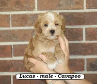 Lucas, a male Cavapoo for sale in Clarkrange, TN – 2 of 10